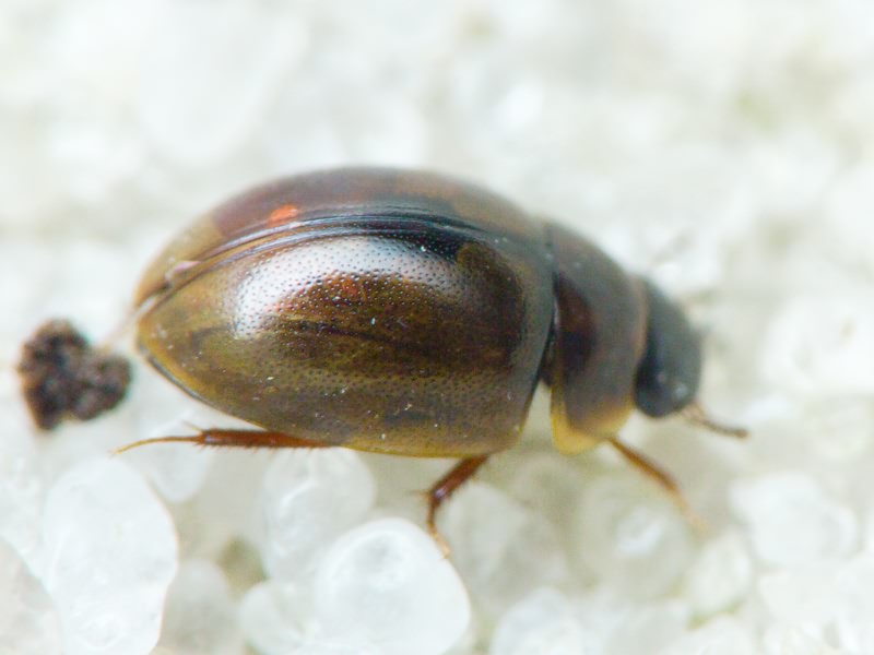Hydrophilidae LatreiIle, 1802